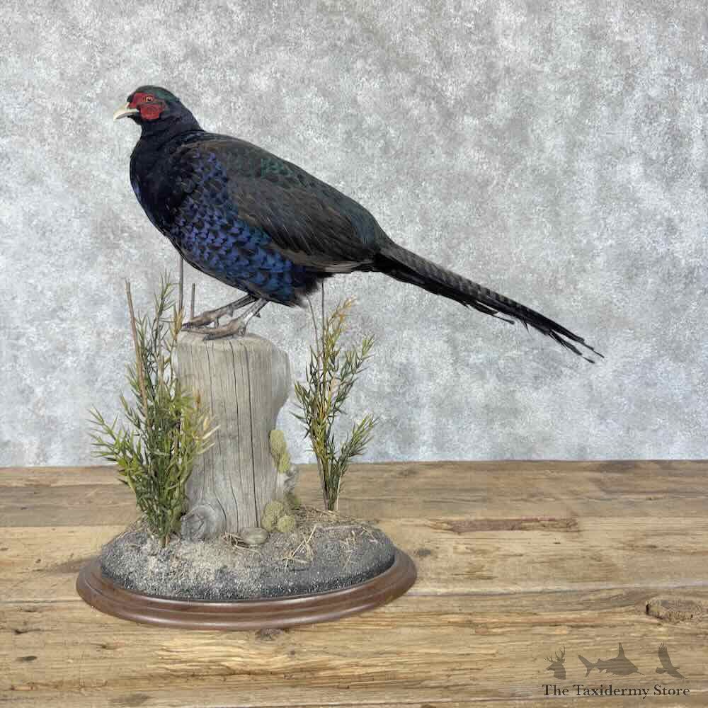 Black Pheasant Bird Mount For Sale #31811 @ The Taxidermy Store