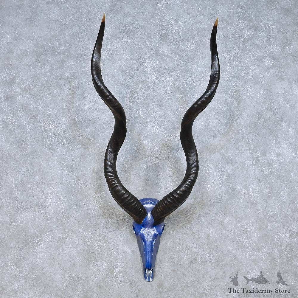 Kudu Painted Skull Horn Taxidermy Mount For Sale #13998 @ The Taxidermy Store