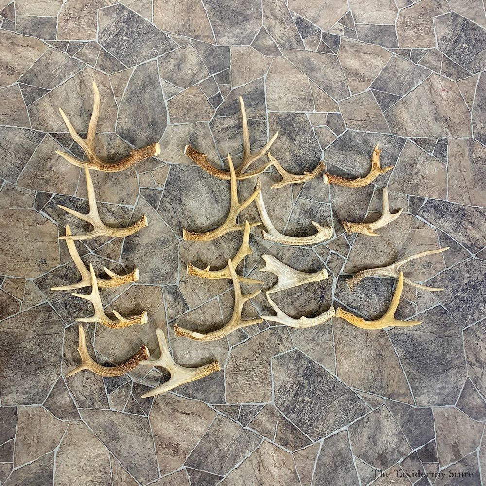 Whitetail Deer Antler Craft Pack For Sale #23015 @ The Taxidermy Store