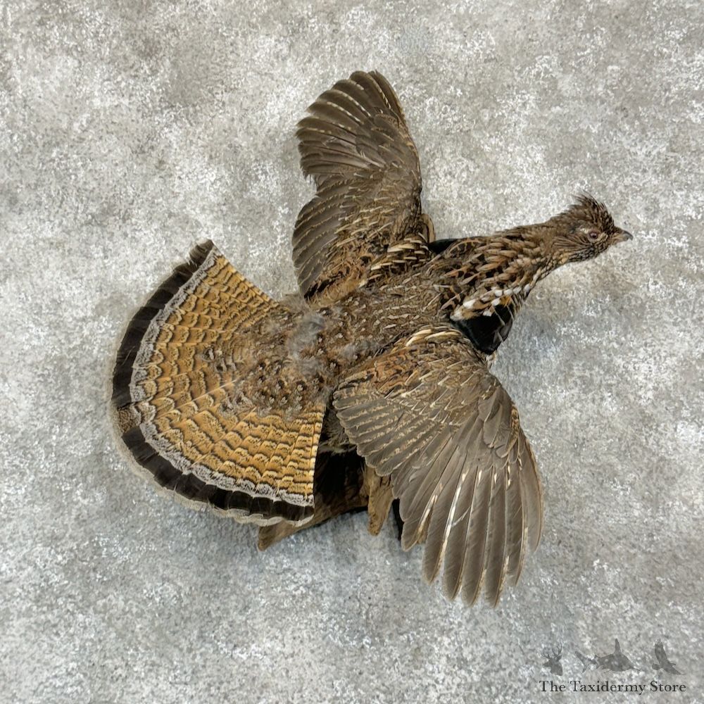 Ruffed Grouse Bird Mount For Sale #29410 @ The Taxidermy Store