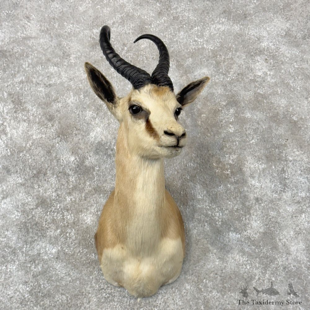 Cape Springbok Shoulder Mount For Sale #30023 @ The Taxidermy Store