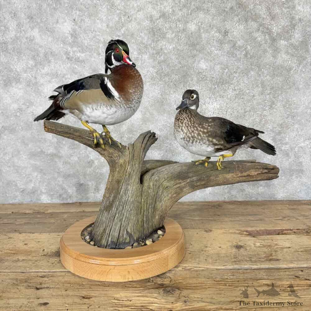 Wood Duck Pair Bird Mount For Sale #31629 @ The Taxidermy Store