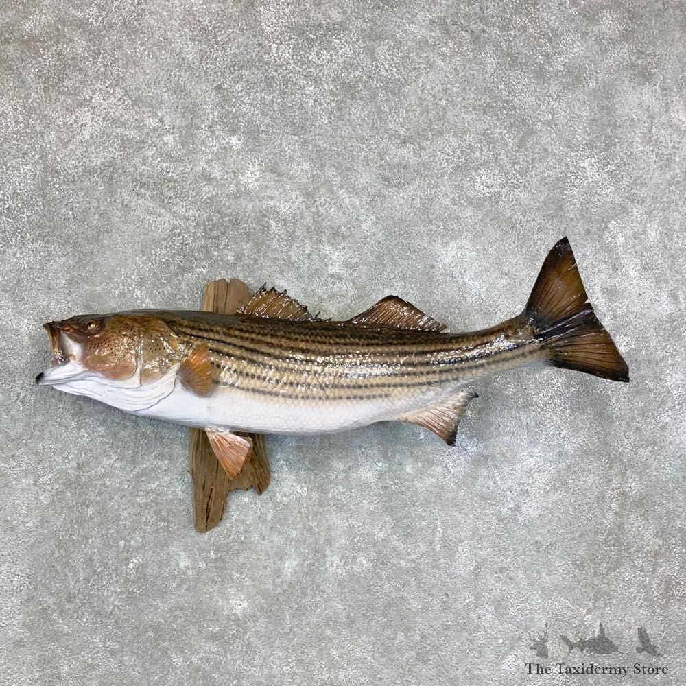 Striped Bass Fish Mount For Sale #23386 @ The Taxidermy Store