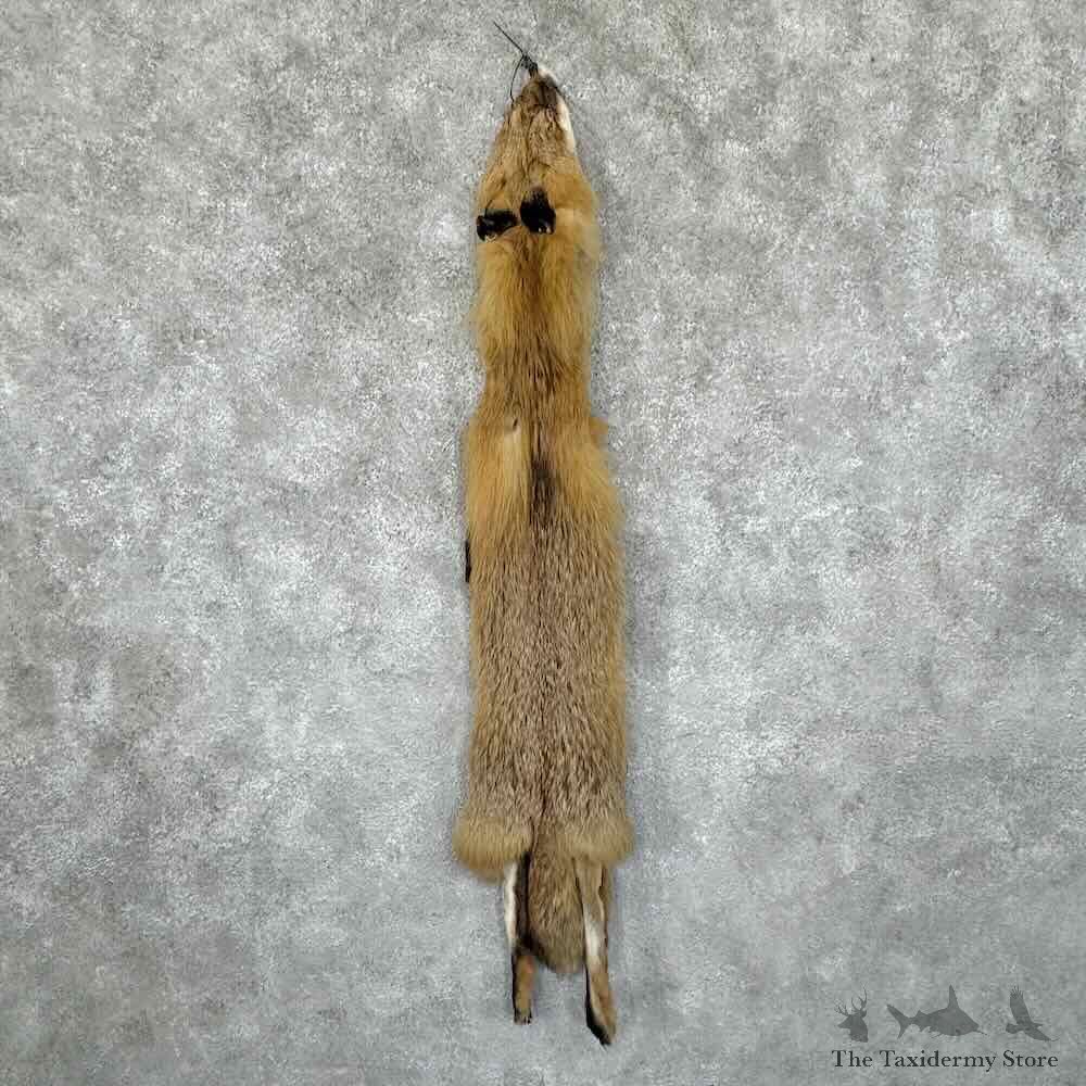 Red Fox Tanned Hide For Sale #30953 @ The Taxidermy Store