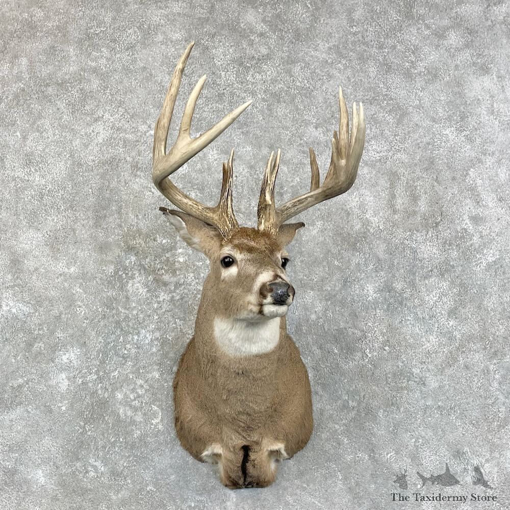 Whitetail Deer Shoulder Mount For Sale #28021 - The Taxidermy Store