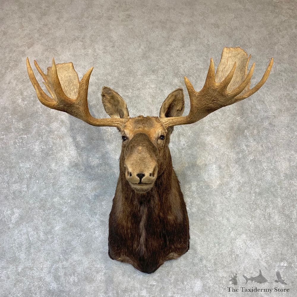 Alaskan Yukon Moose Shoulder Mount For Sale #21977 @ The Taxidermy Store