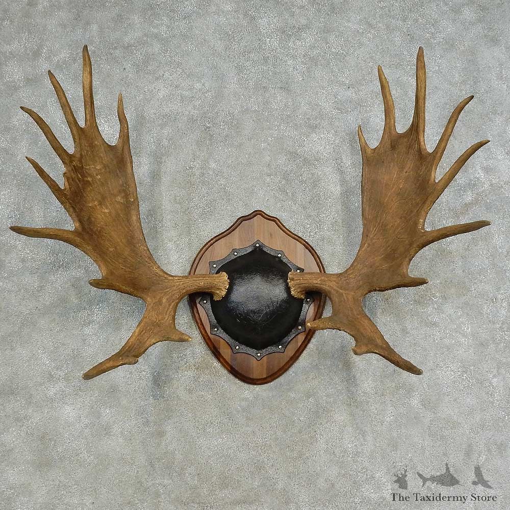 Western Canada Moose Antler Plaque For Sale #16616 @ The Taxidermy Store