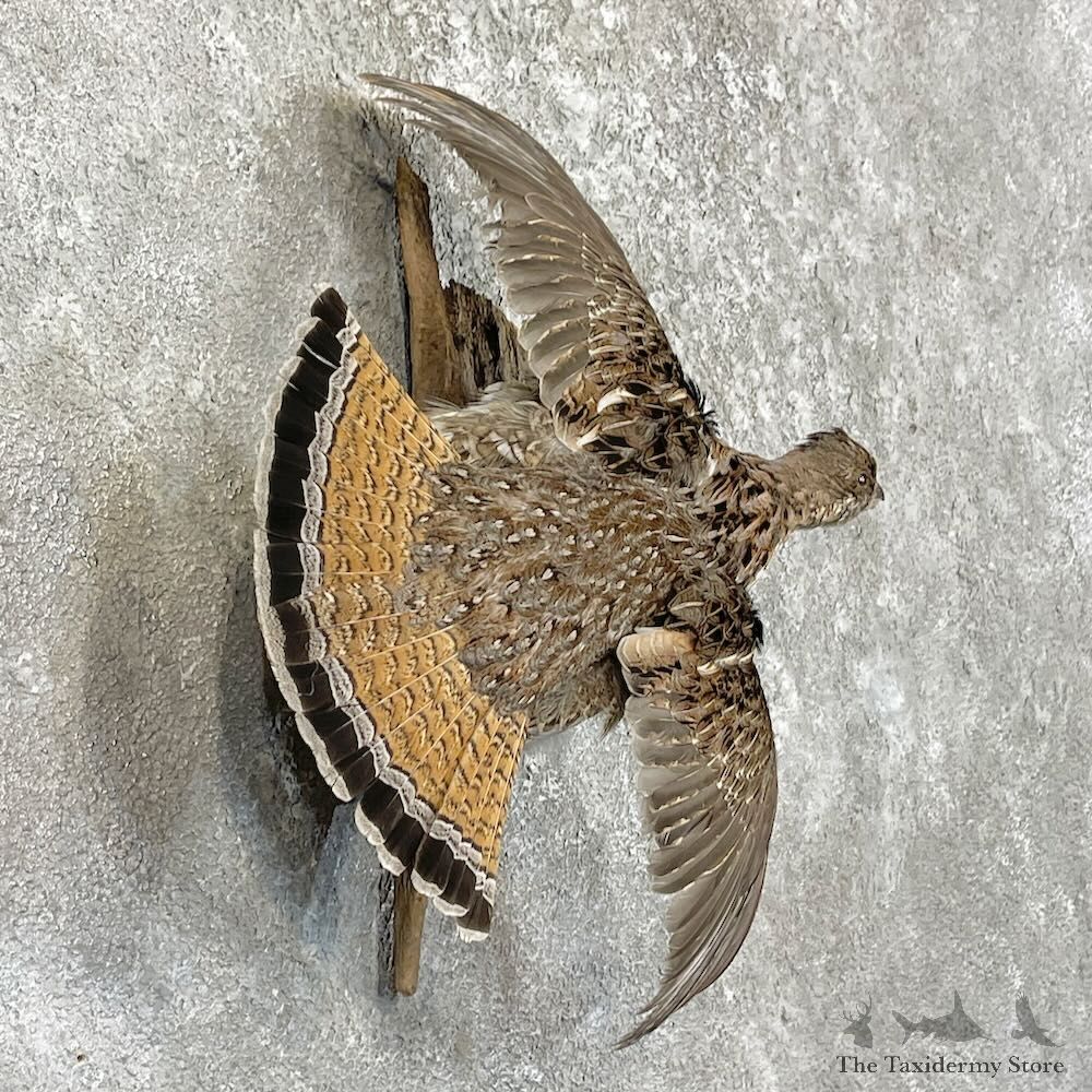 Ruffed Grouse Bird Mount For Sale #27484 @ The Taxidermy Store