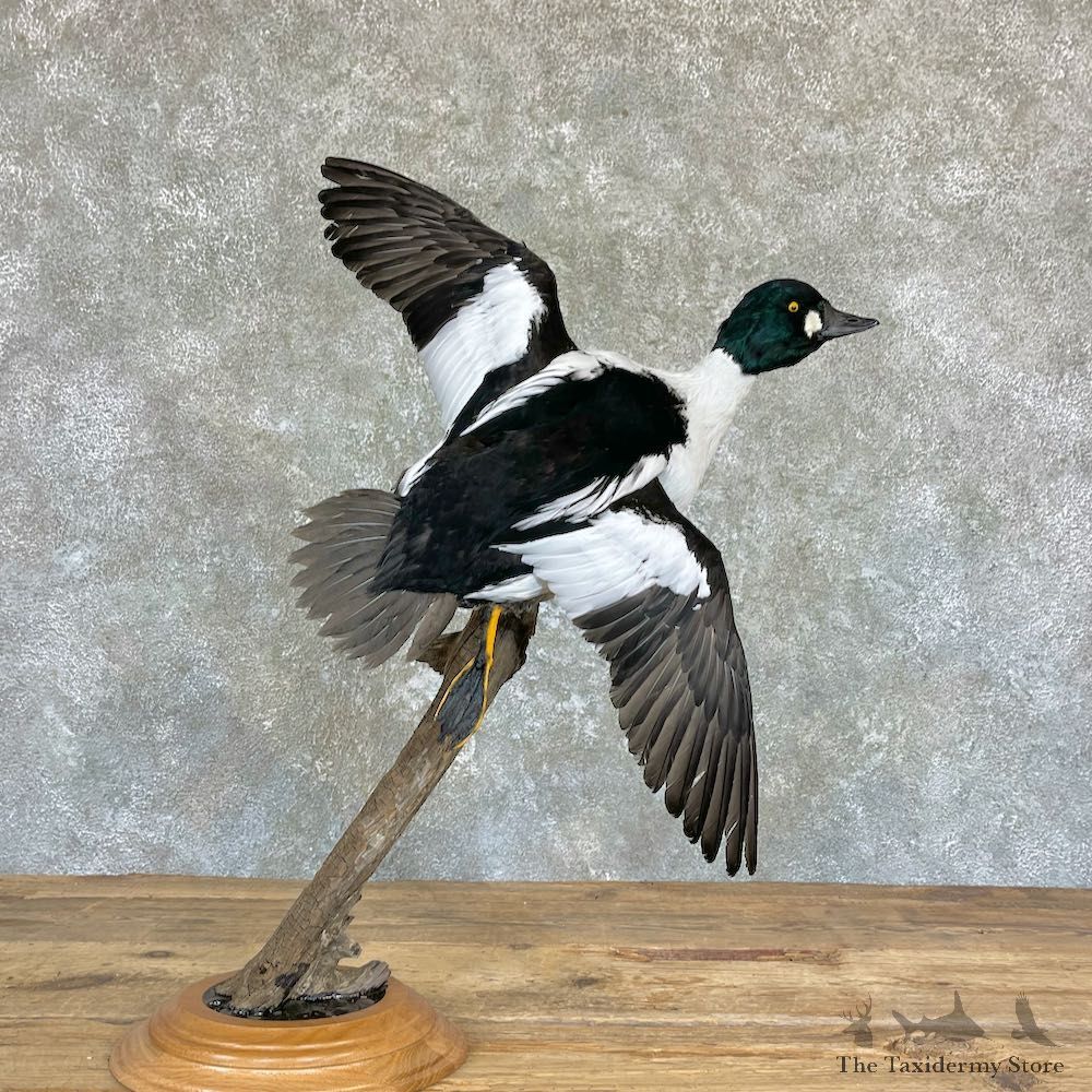Common Goldeneye Taxidermy Mount For Sale #26461 @The Taxidermy Store