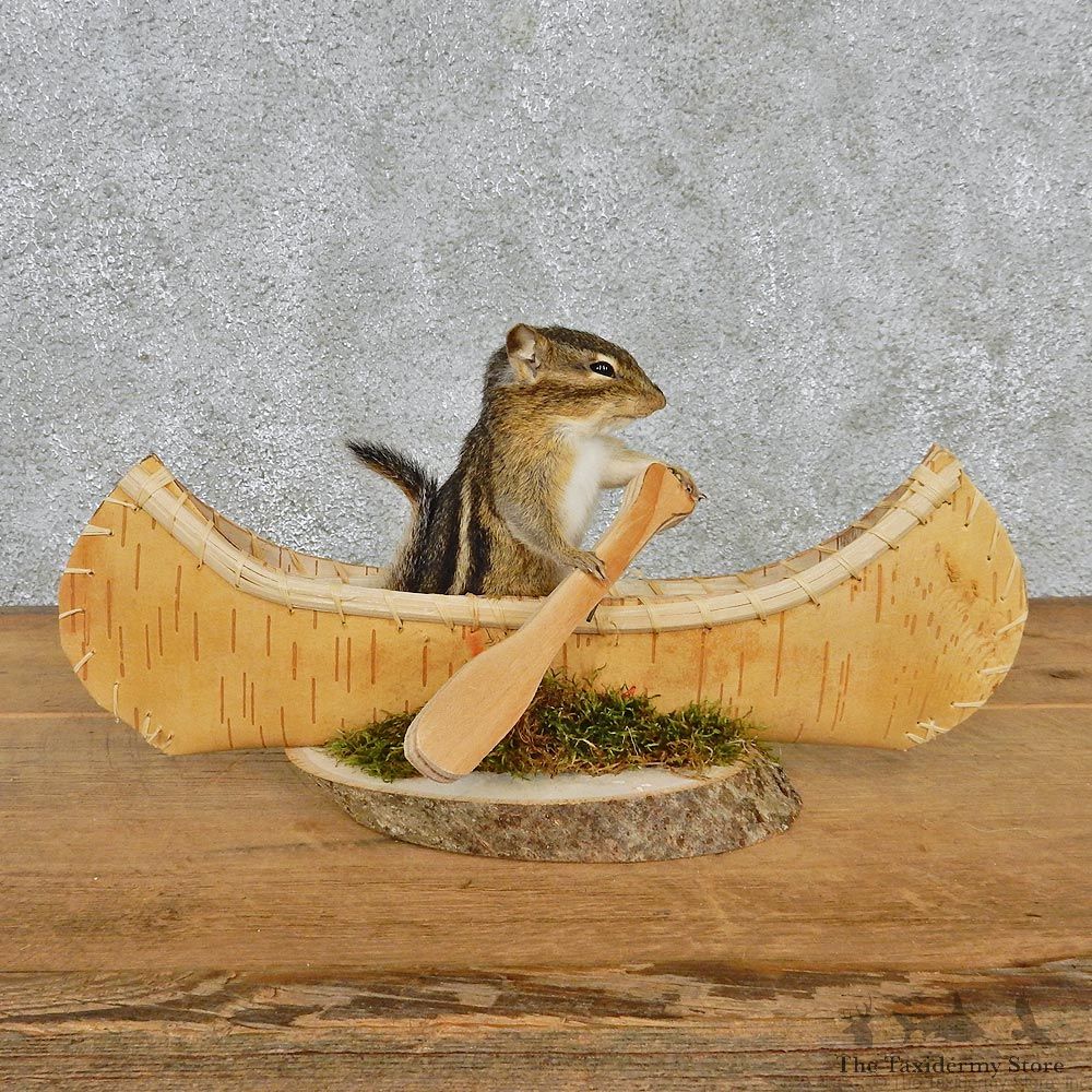 Novelty Canoe Chipmunk Mount #12577 For Sale @ The Taxidermy Store