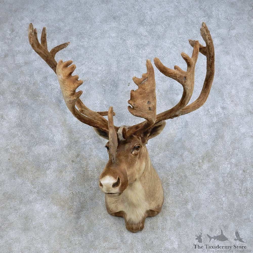 Barren Ground Caribou Shoulder Mount For Sale #14597 @ The Taxidermy Store