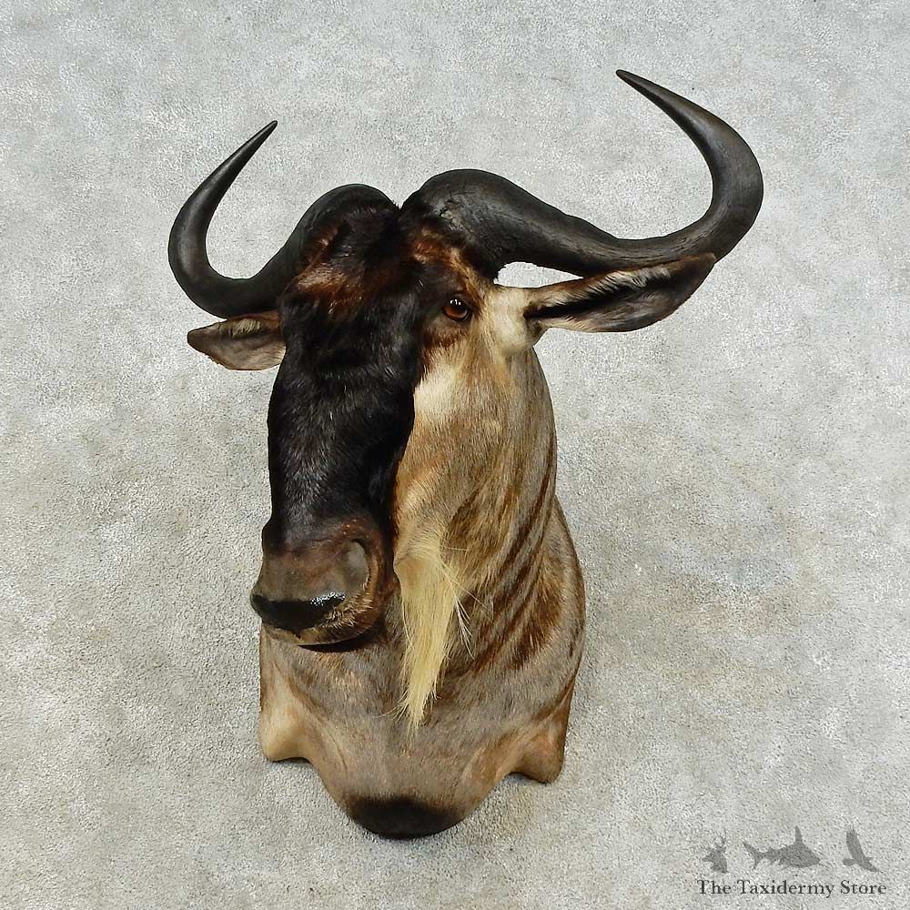 South Pacific Red Stag Shoulder Mount For Sale #16220 @ The Taxidermy Store
