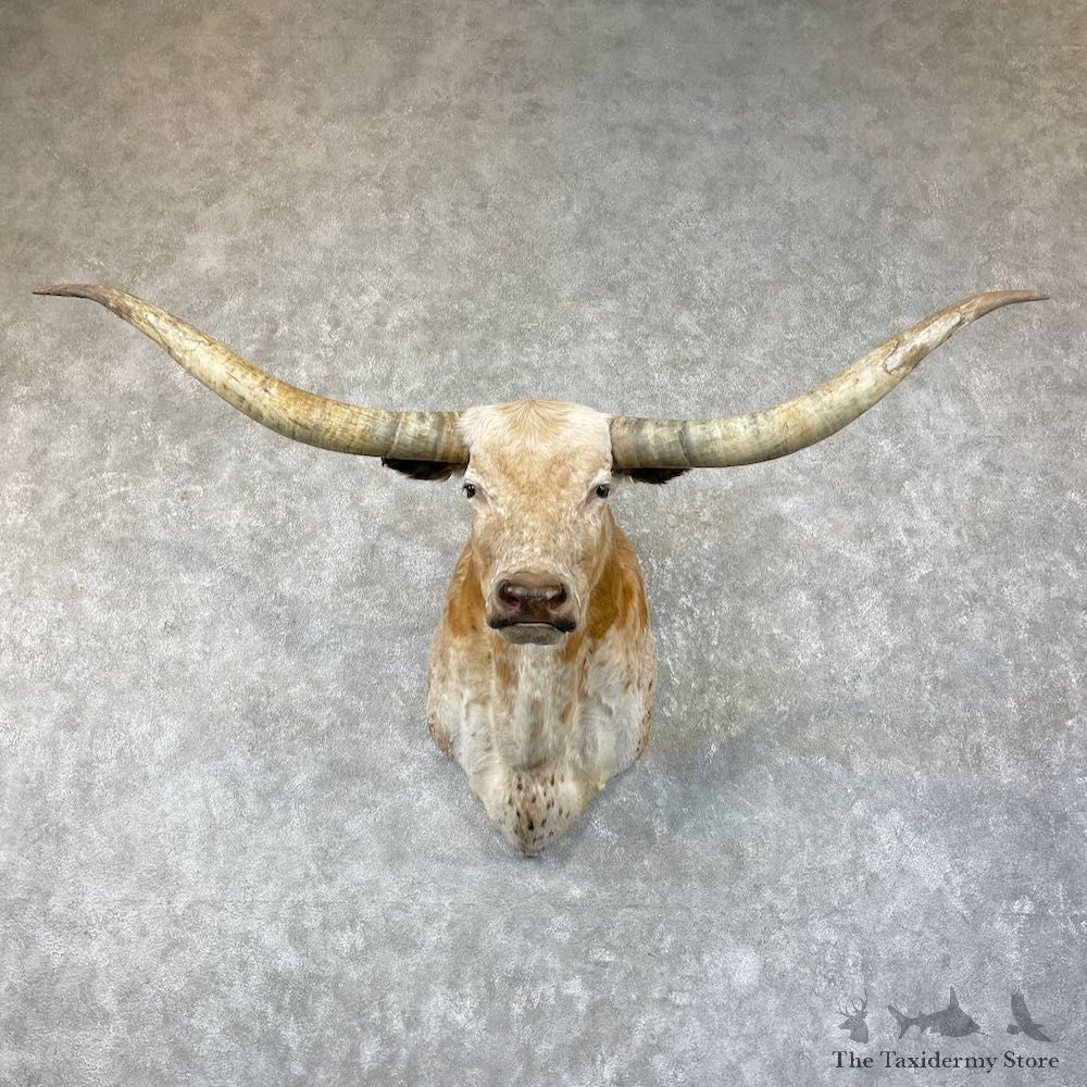 Longhorn Steer Shoulder Taxidermy Mount #26206 For Sale @ The Taxidermy Store