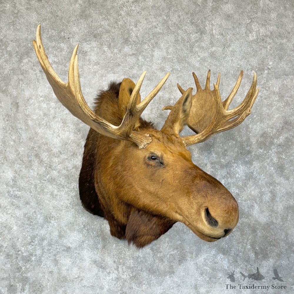 Canadian Moose Shoulder Mount For Sale #29603 @ The Taxidermy Store