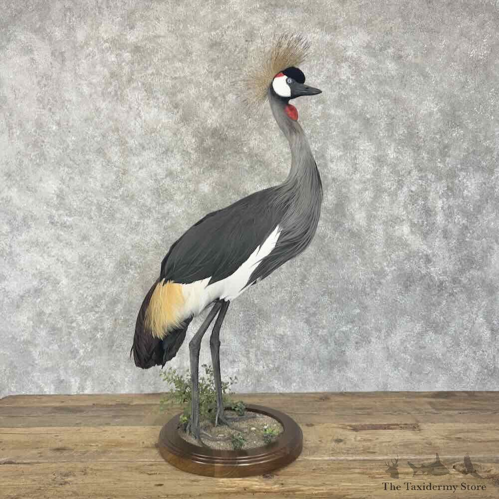 Grey-Crowned Crane Bird Mount For Sale #30698 @ The Taxidermy Store