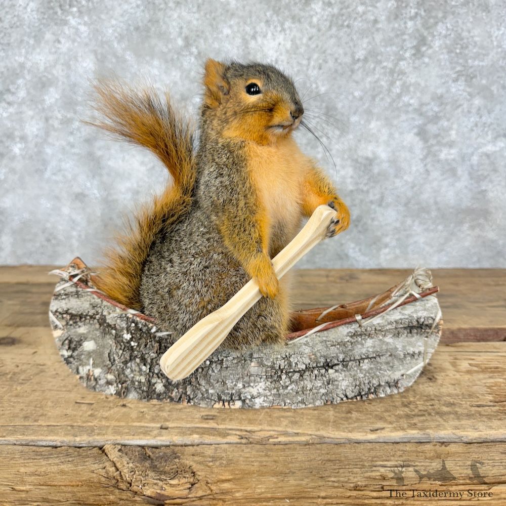 Canoe Fox Squirrel Novelty Mount For Sale #29505 @ The Taxidermy Store