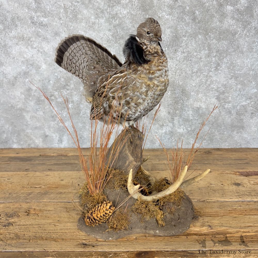 Ruffed Grouse Bird Mount For Sale #30180 @ The Taxidermy Store