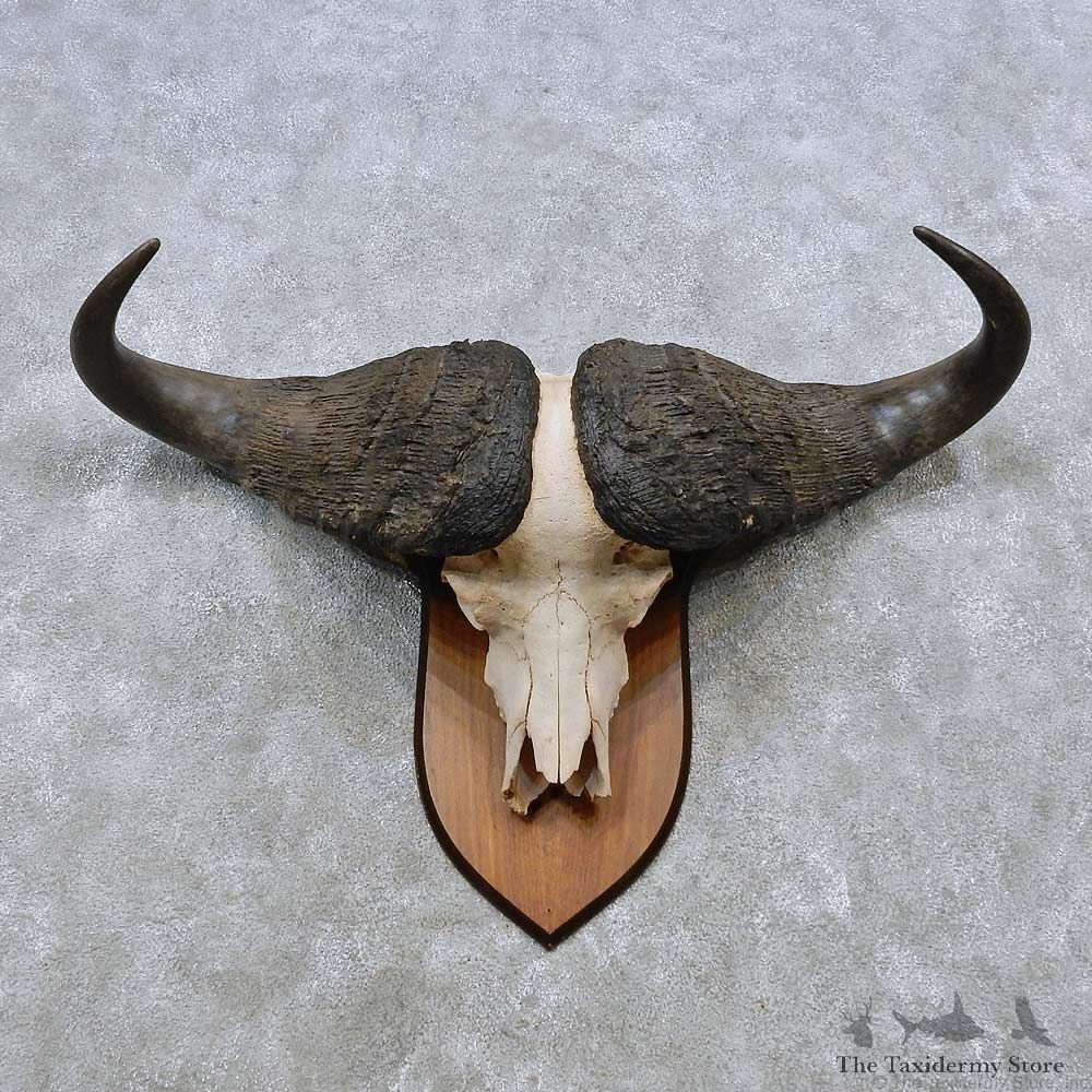 Cape Buffalo Skull European Mount For Sale #14504 @ The Taxidermy Store