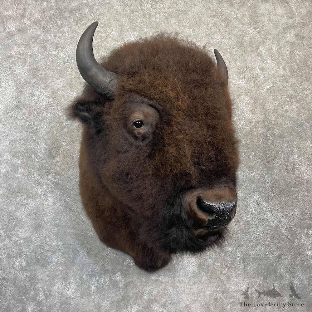 American Bison Shoulder Mount For Sale #27138 @ The Taxidermy Store