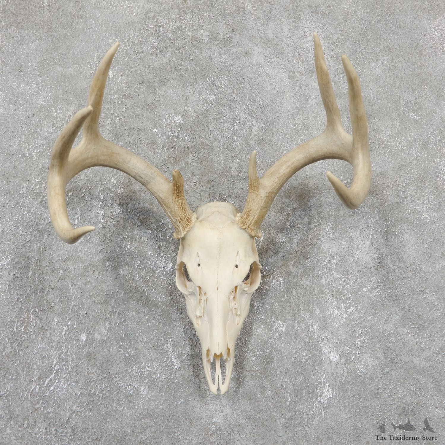 Whitetail Deer Skull European Mount For Sale #19510 @ The Taxidermy Store