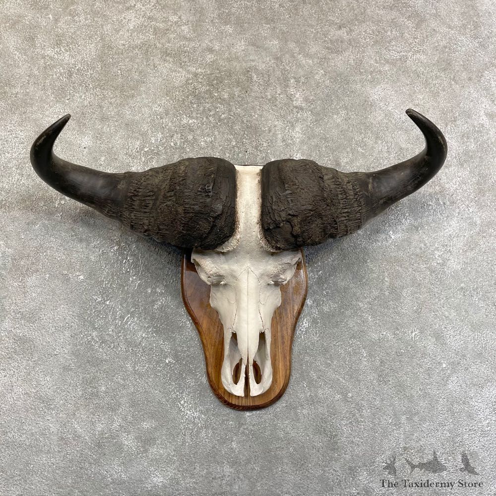 Cape Buffalo Skull Horns Mount For Sale #24235 For Sale @ The Taxidermy Store