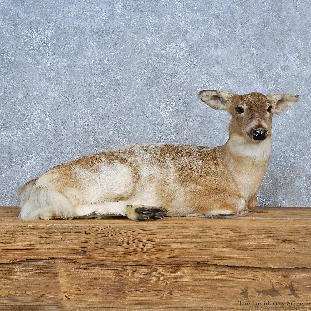 Piebald Deer Life-Size Mount For Sale #15413 @ The Taxidermy Store