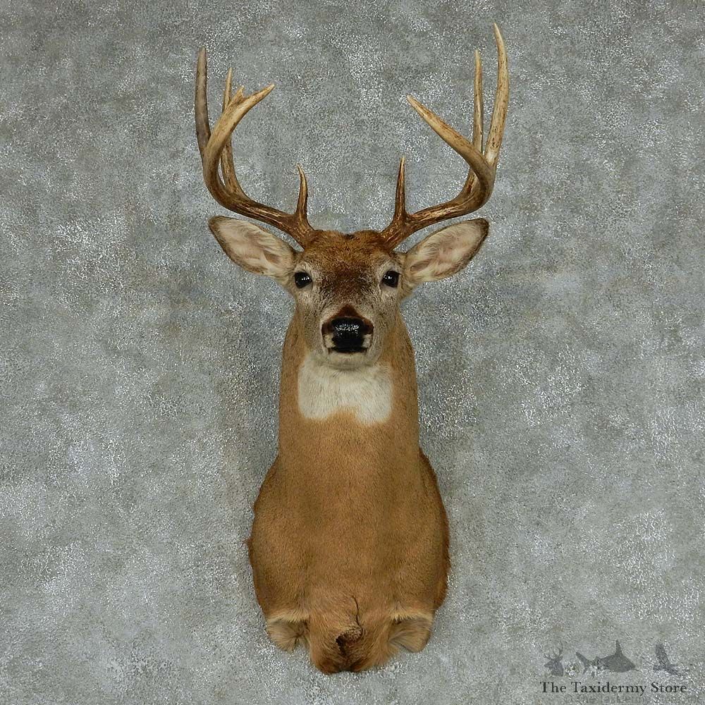 Whitetail Deer Taxidermy Shoulder Mount #13144 For Sale @ The Taxidermy Store