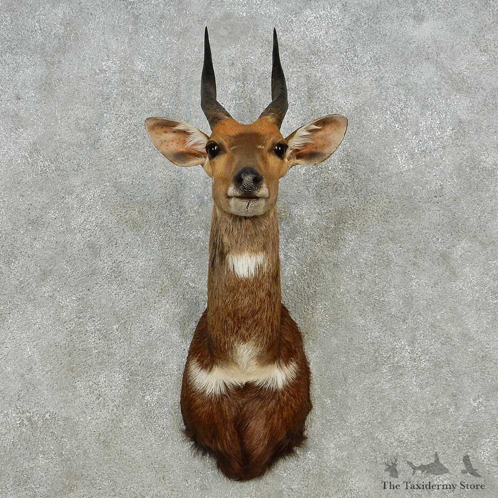 Cape Bushbuck Shoulder Mount For Sale #14566 @ The Taxidermy Store