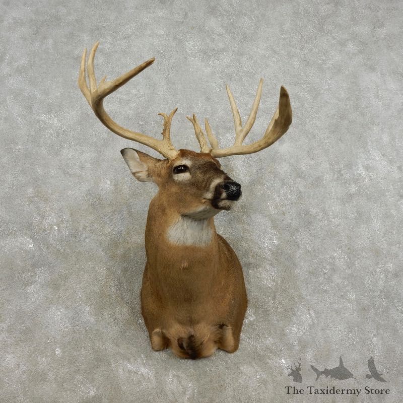 Whitetail Deer Shoulder Mount For Sale #17335 @ The Taxidermy Store