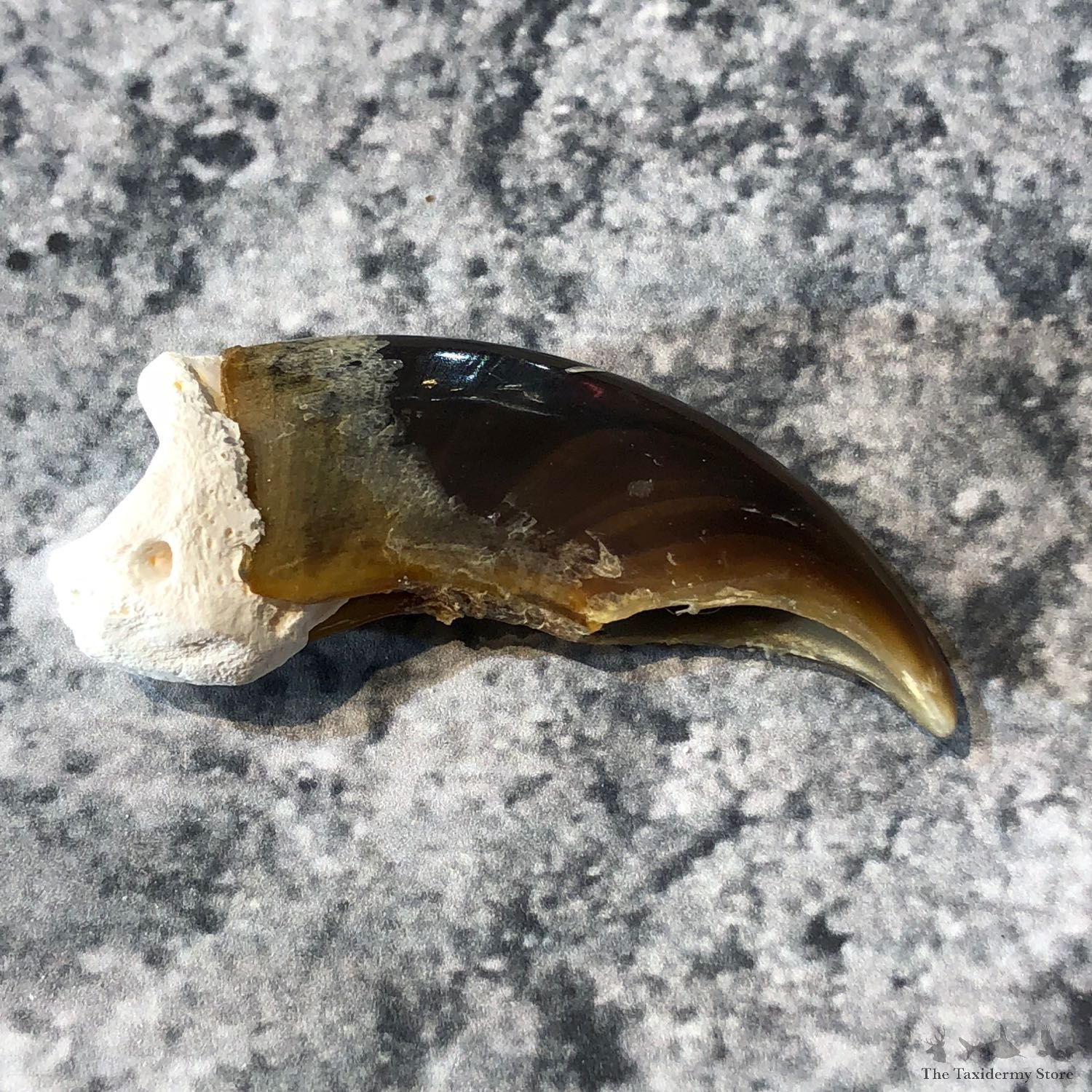 Polar Bear Claw Taxidermy For Sale #19609 - The Taxidermy Store