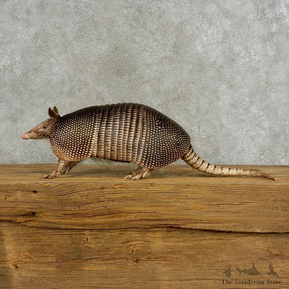 Armadillo Life-Size Mount For Sale #17055 @ The Taxidermy Stor