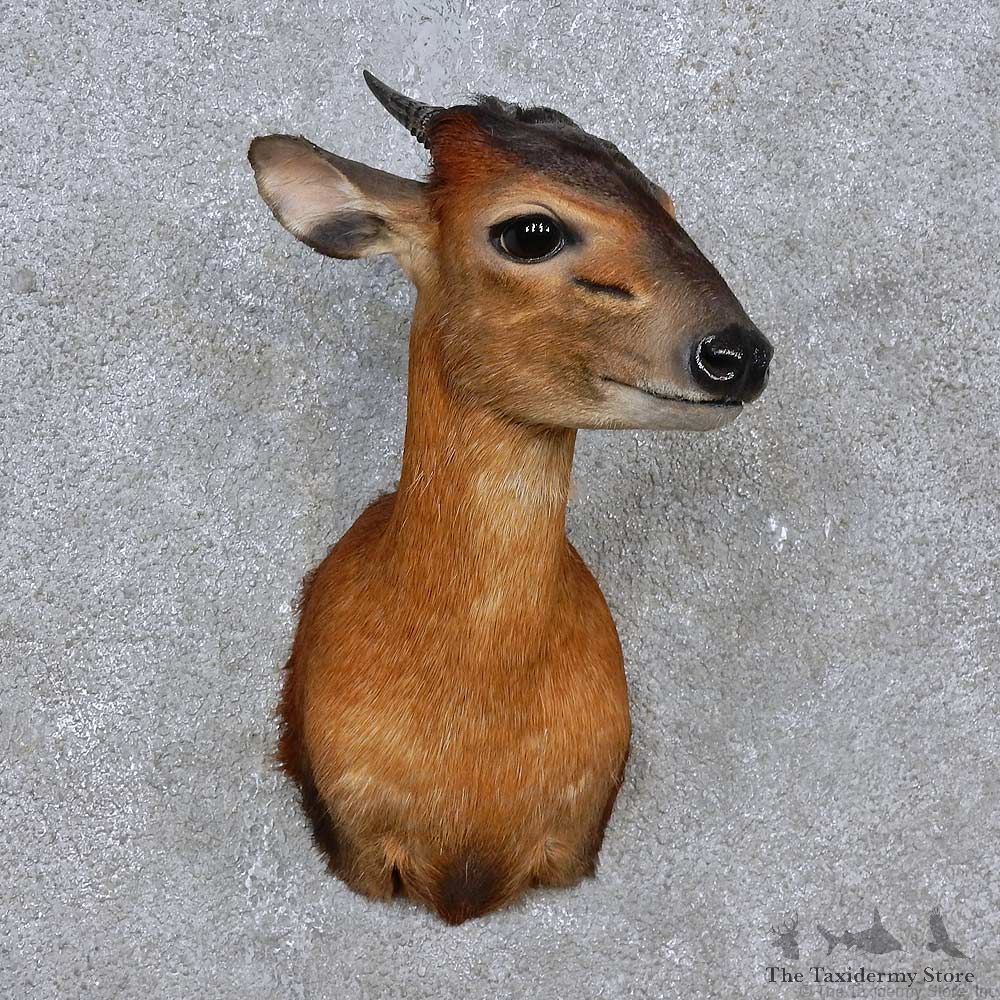 Harvey Red Duiker Shoulder Mount For Sale #15258 @ The Taxidermy Store