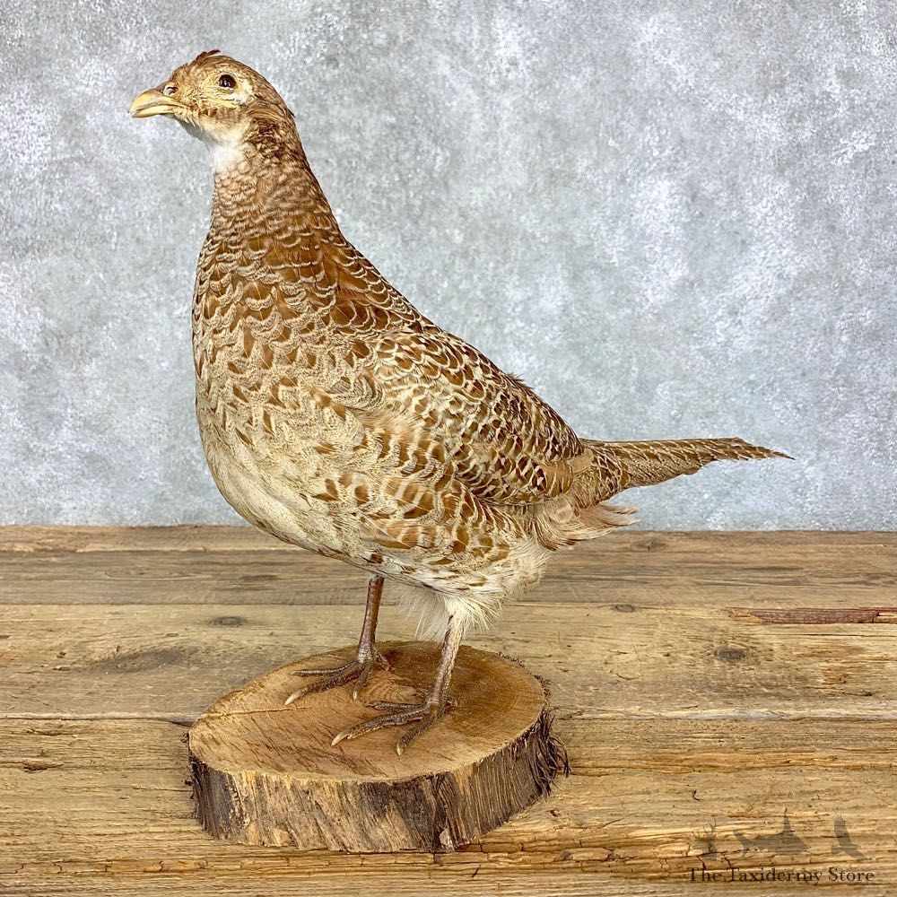 Hen Ringneck Pheasant Bird Mount For Sale #21395 @ The Taxidermy Store