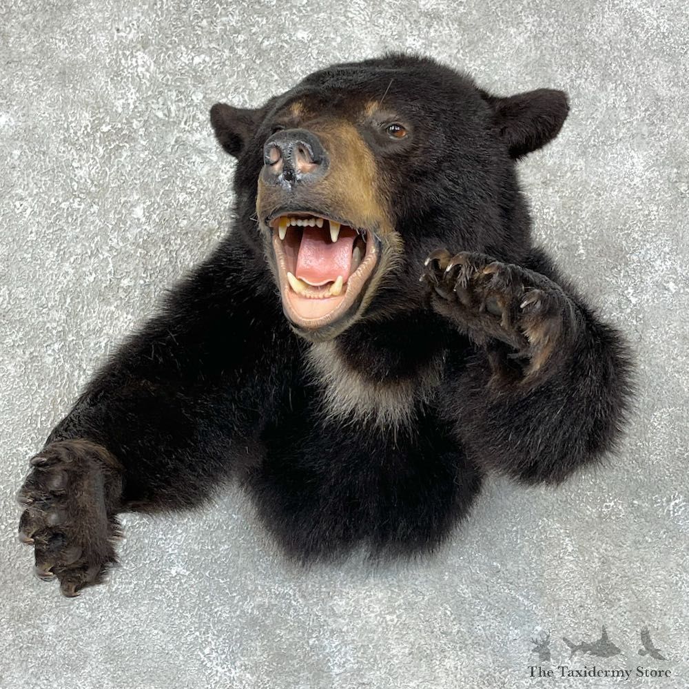 Black Bear 1/2-Life-Size Mount For Sale #25301 @ The Taxidermy Store