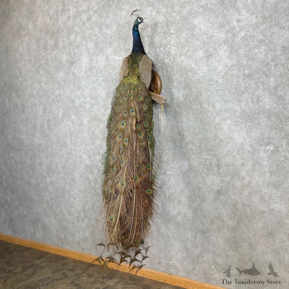 Blue Indian Peacock Bird Mount For Sale #26920 @ The Taxidermy Store