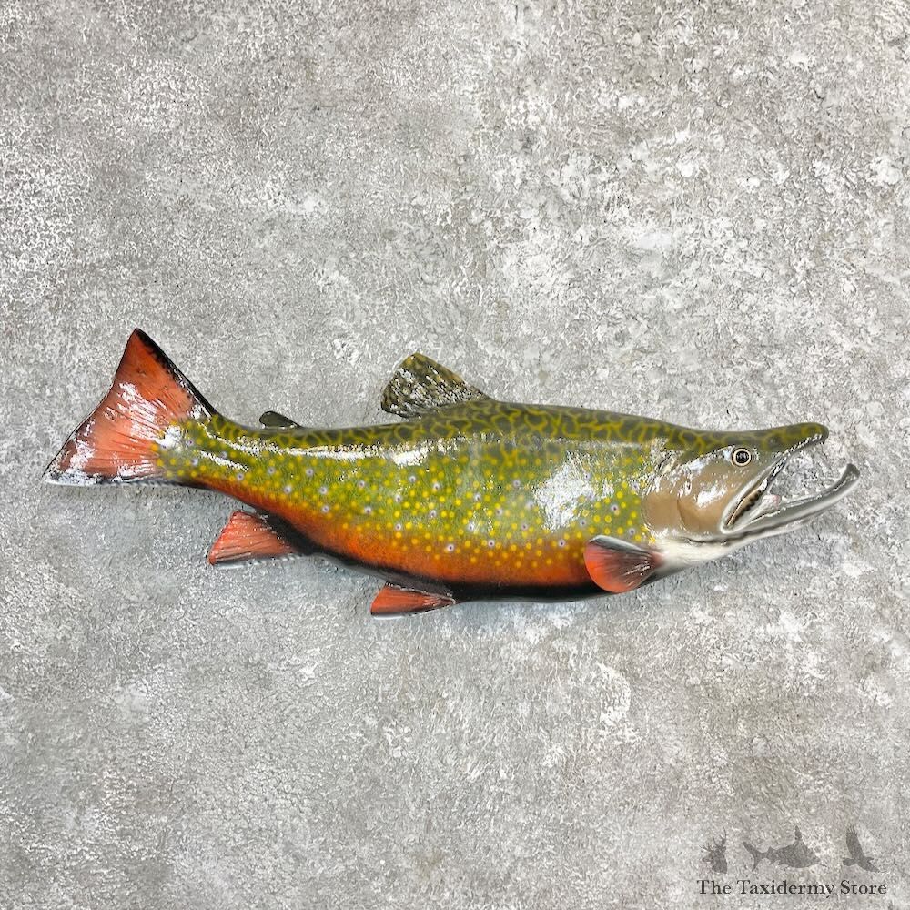 Brook Trout Fish Mount For Sale #27253 @ The Taxidermy Store