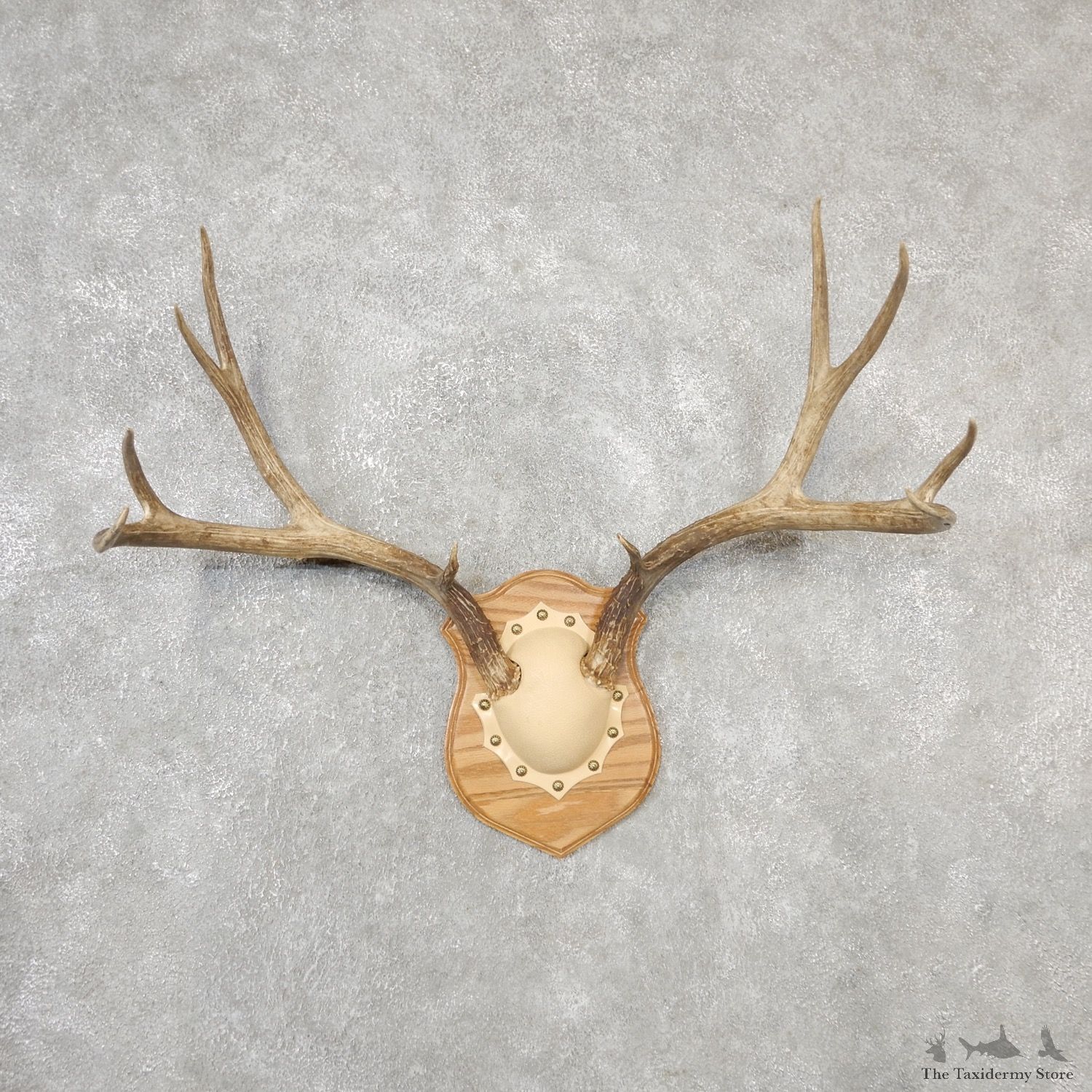 Mule Deer Taxidermy Antler Plaque #19139 For Sale @ The Taxidermy Store