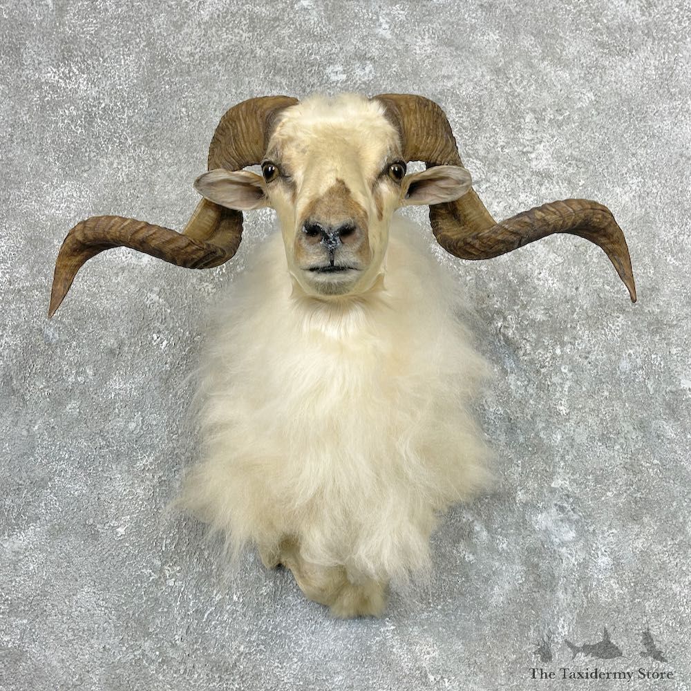 White Corsican Ram Shoulder Mount For Sale #26941 @ The Taxidermy Store