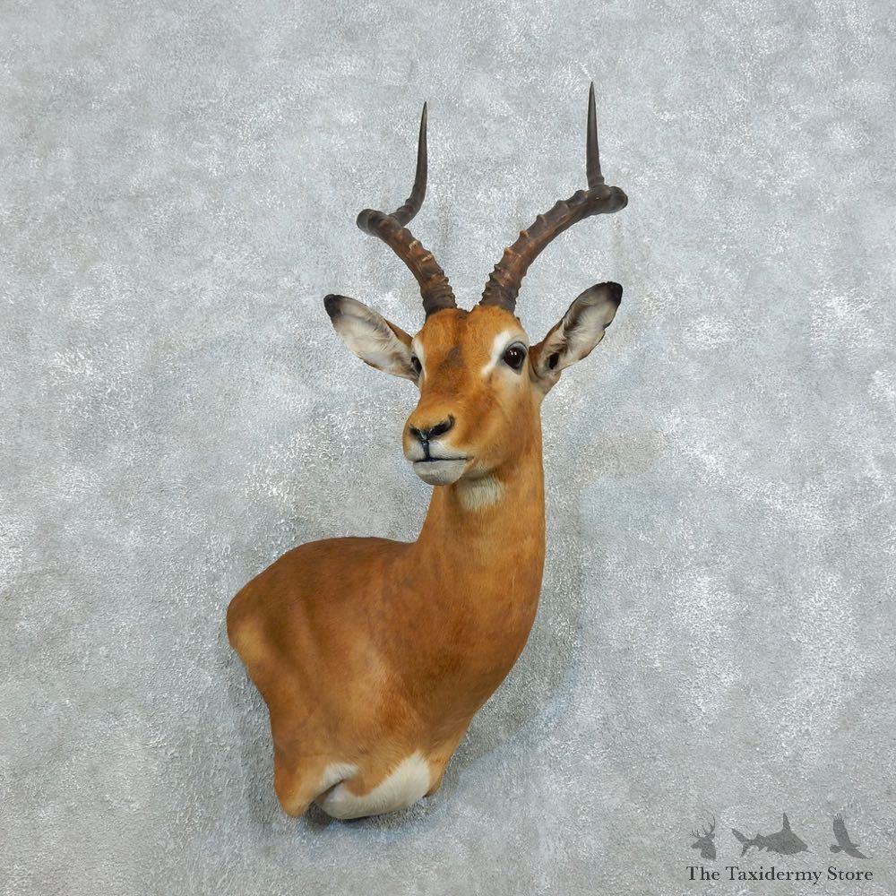 African Impala Shoulder Mount For Sale #18537 @ The Taxidermy Store