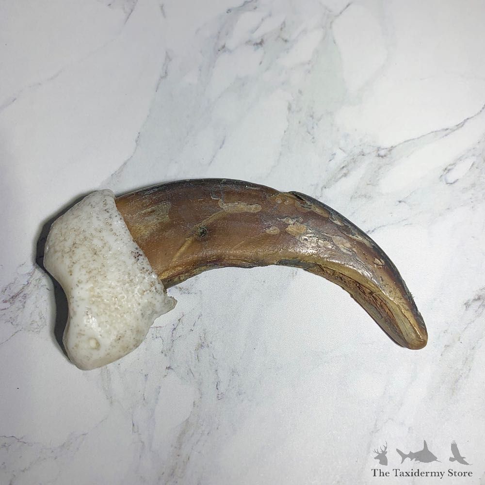 Grizzly Bear Claw For Sale #23771 - The Taxidermy Store