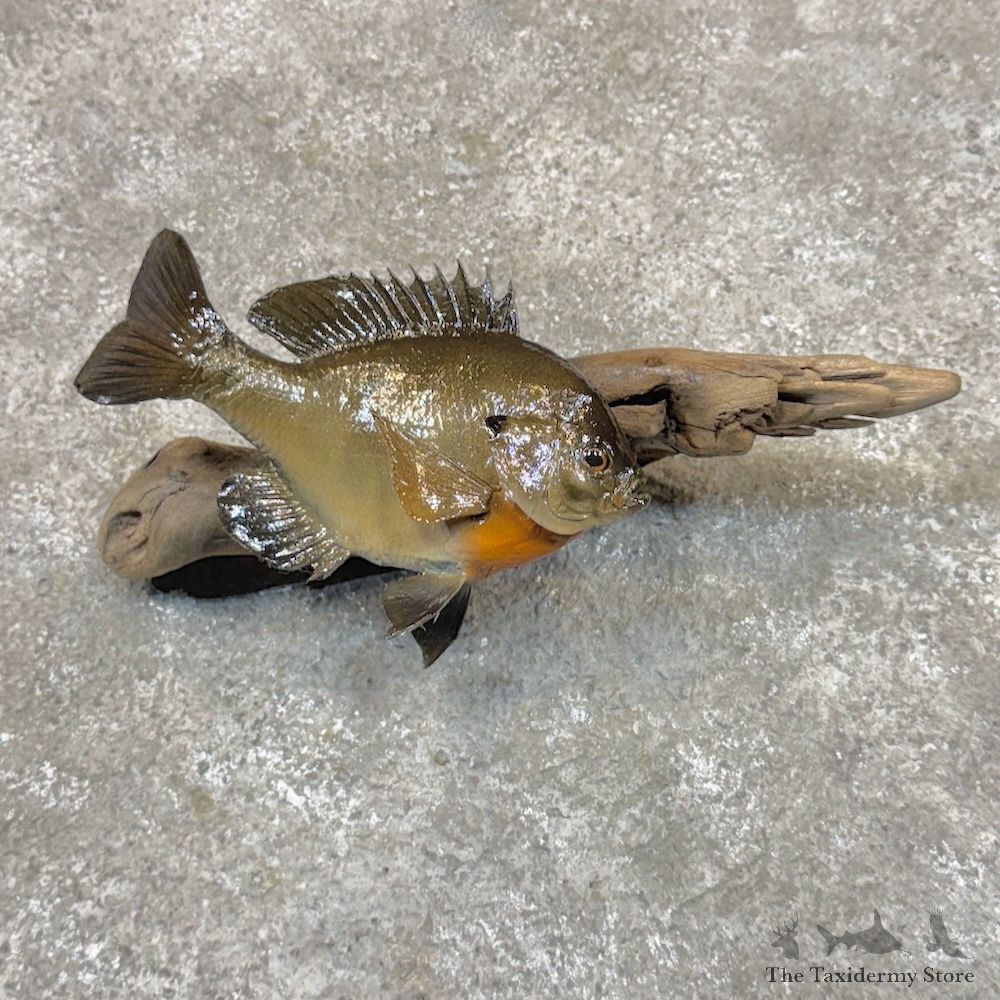 Bluegill Fish Mount For Sale #30086 @ The Taxidermy Store