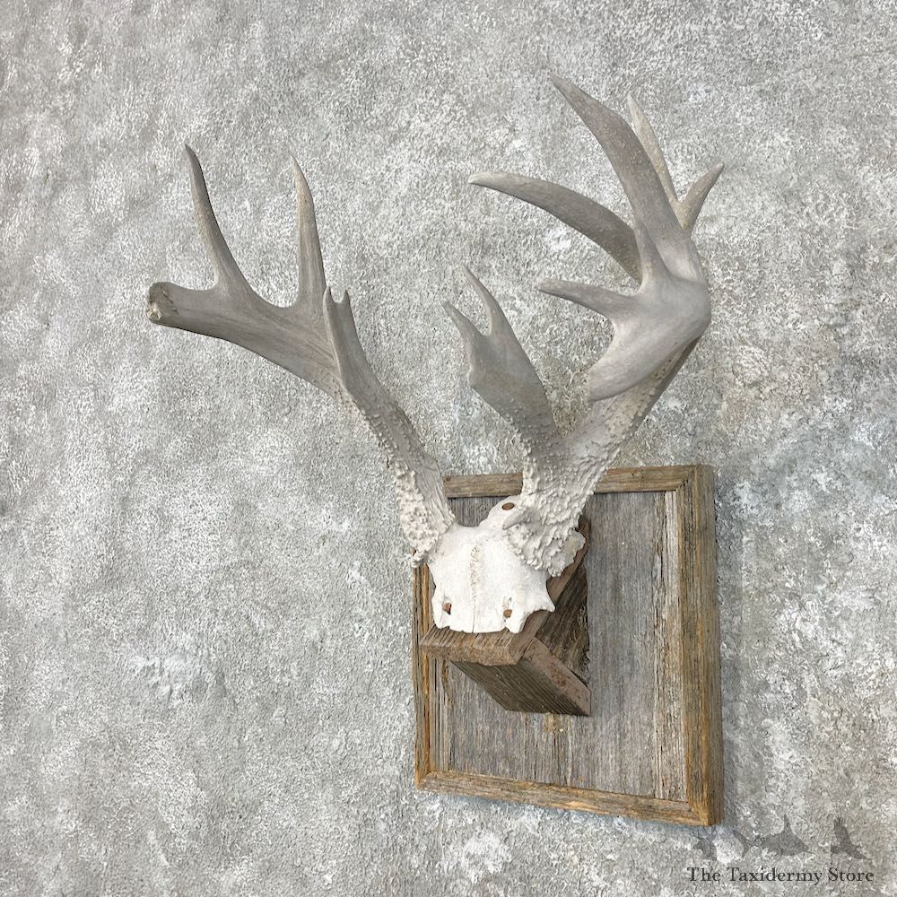 Whitetail Deer Skull European Mount For Sale #26857 @ The Taxidermy Store