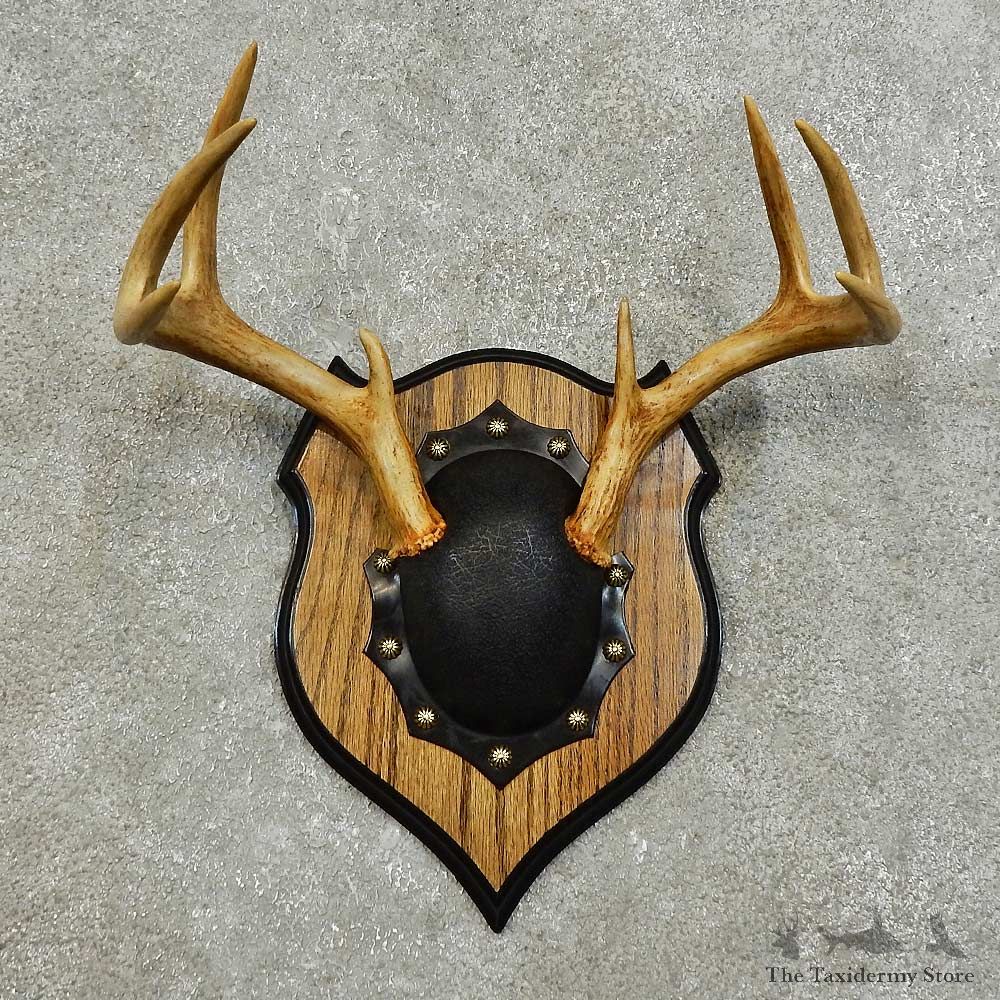 Whitetail Deer Antler Plaque For Sale #15983 @ The Taxidermy Store