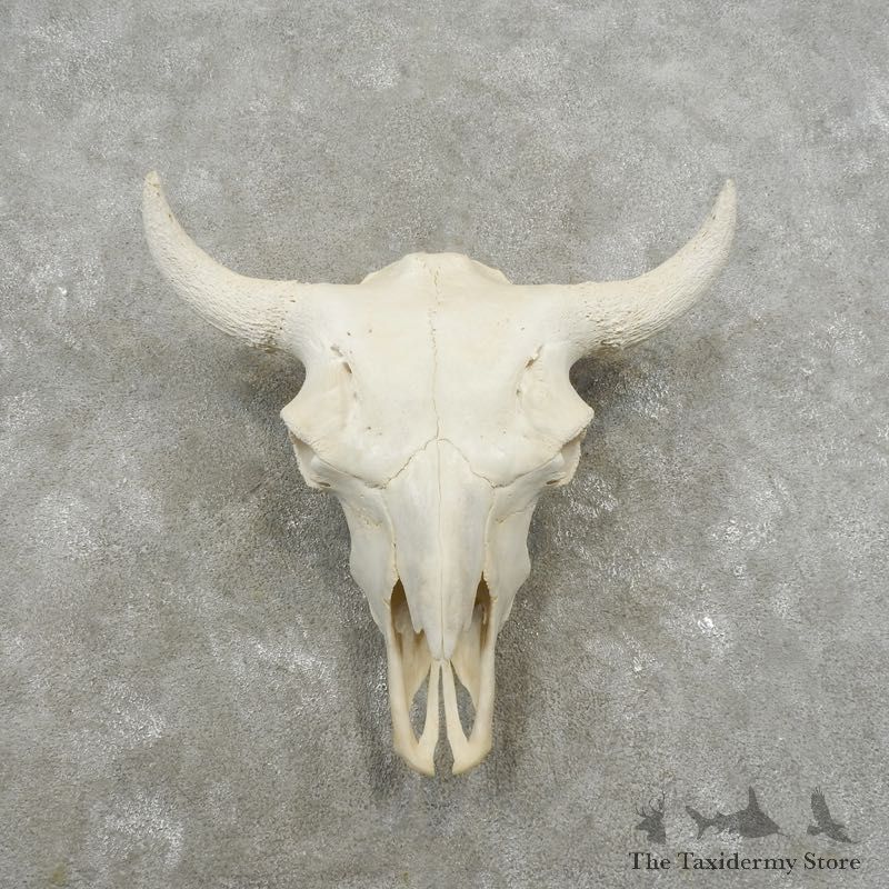 Buffalo Bison Skull Mount For Sale #17396 @ The Taxidermy Store