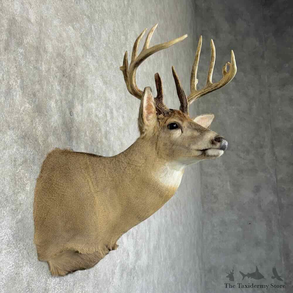 Whitetail Deer Shoulder Mount For Sale #31214 @ The Taxidermy Store
