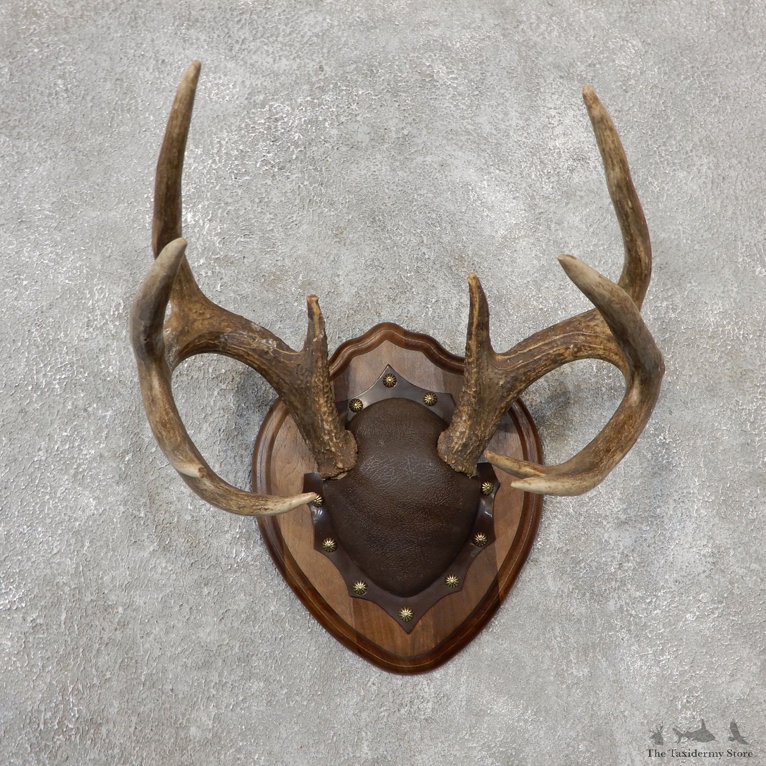 Whitetail Deer Antler Plaque Mount For Sale #19119 @ The Taxidermy Store