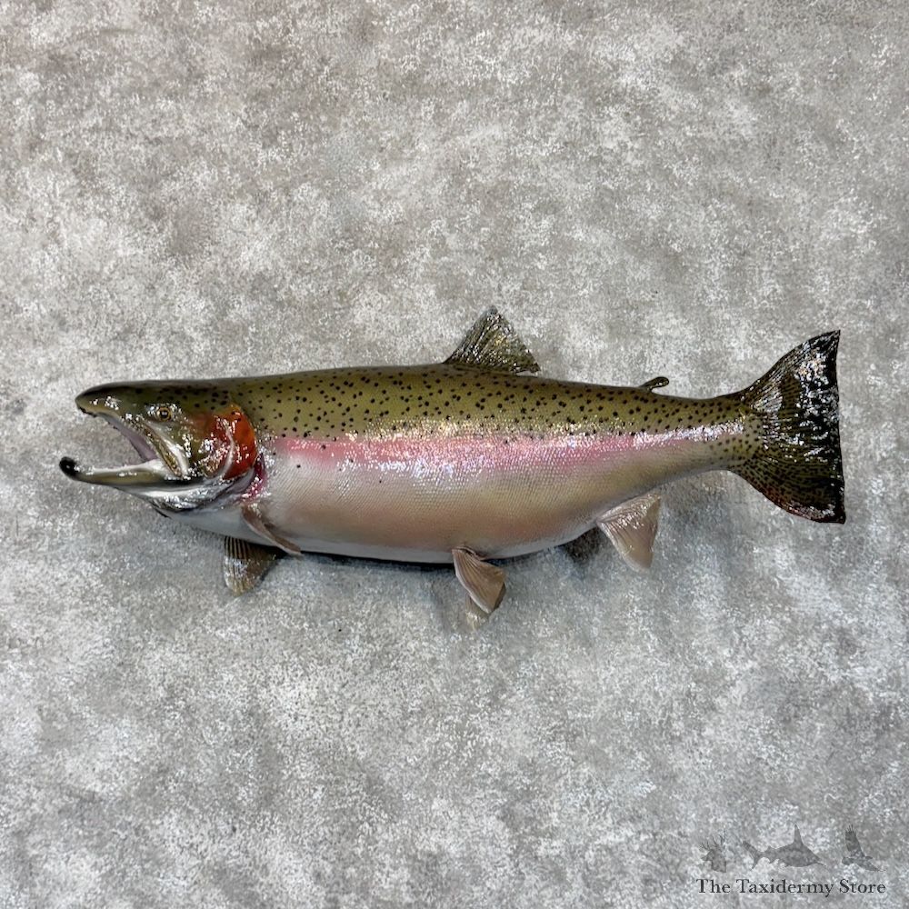 Steelhead Fish Mount For Sale #30155 @ The Taxidermy Store