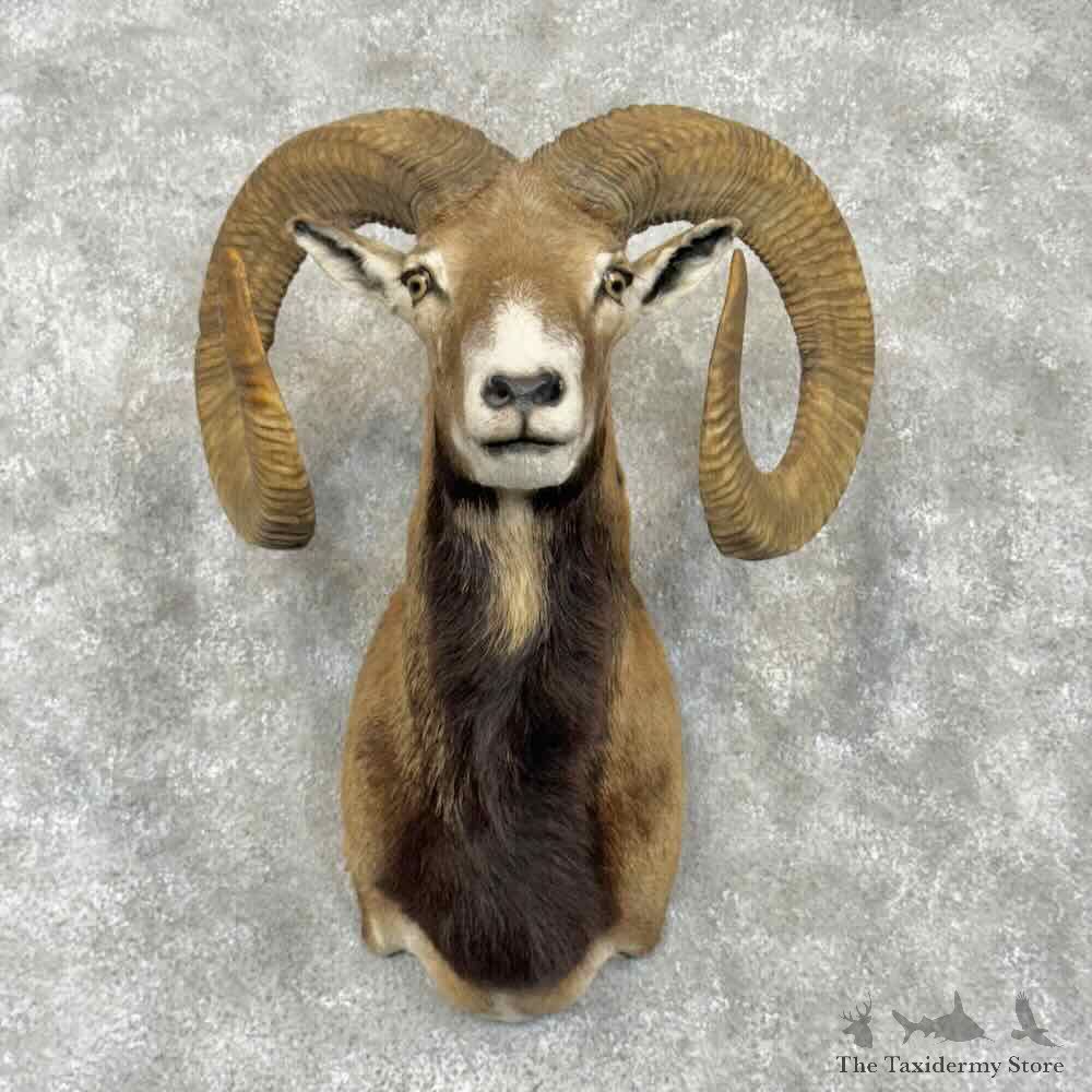 Mouflon Ram Shoulder Mount For Sale #30389 @ The Taxidermy Store