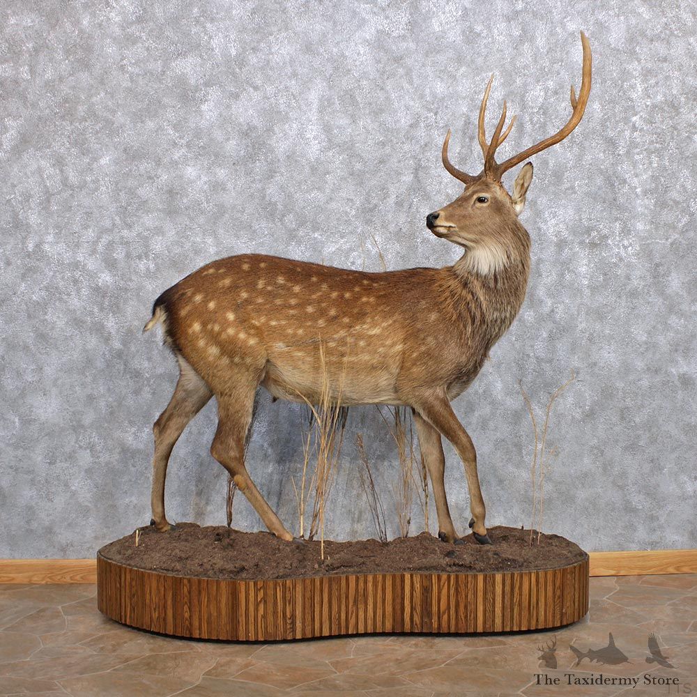 Manchurian Sika Deer Life Size Taxidermy Mount #10412 For Sale @ The Taxidermy Store