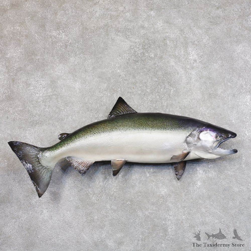 King Salmon Fish Mount For Sale #22209 @ The Taxidermy Store